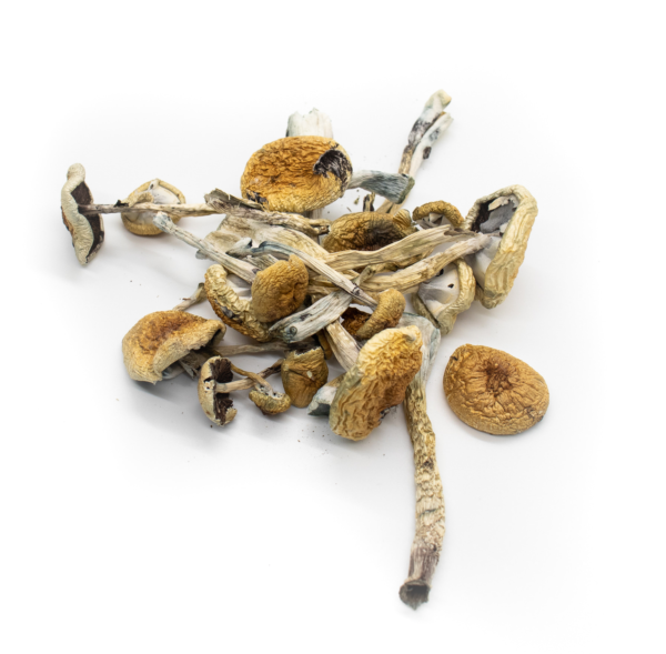 A roughly tossed pile of Burma psilocybin mushrooms with long stems and golden brown caps.