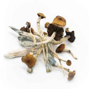 A pile of interwoven dried Big Mexico psilocybin mushroom caps and stems.