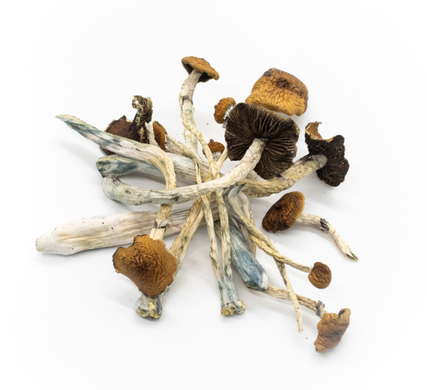 A pile of interwoven dried Big Mexico psilocybin mushroom caps and stems.
