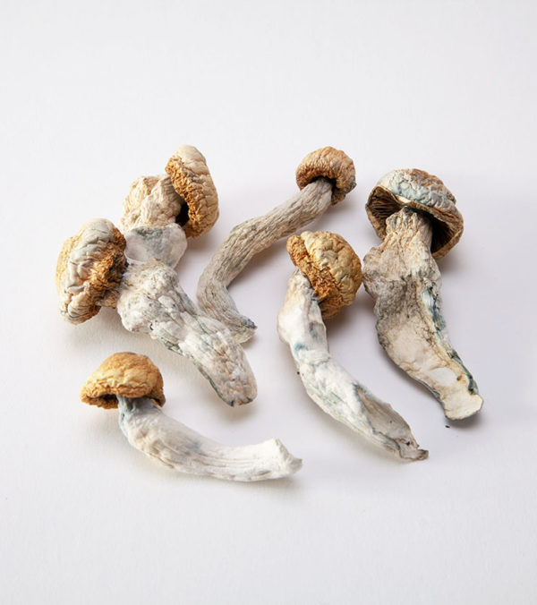 Penis Envy psilocybin mushrooms